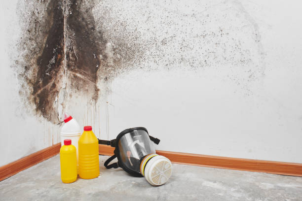 Best Mold Cleaning Services  in Deenwood, GA