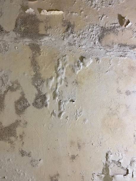 Best Residential Mold Removal  in Deenwood, GA